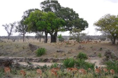 Afrique Du Sud