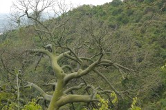 Bosque Cerro Blanco