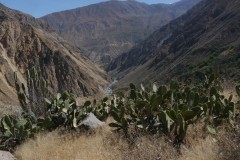 Canyon de Colca