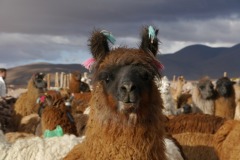 Sud Lipez