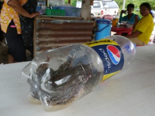 p1100634